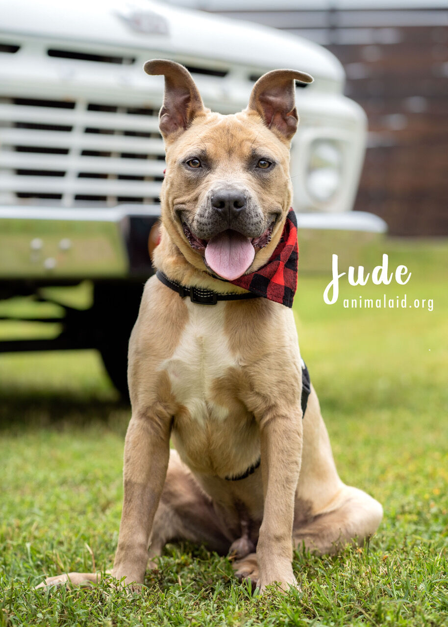 Jude